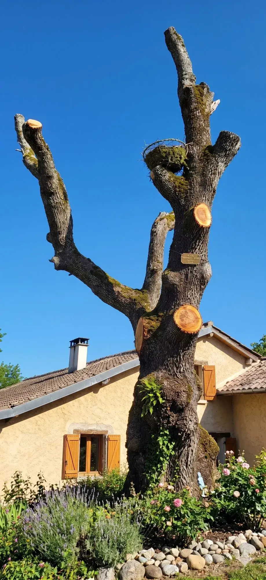 Arbre taillé en proximité habitation : ABM-RENOV Tournefeuille