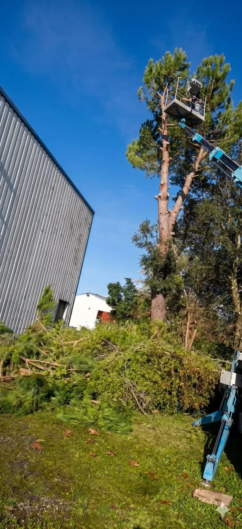 Étêtage d'arbre : ABM-RENOV à Tournefeuille