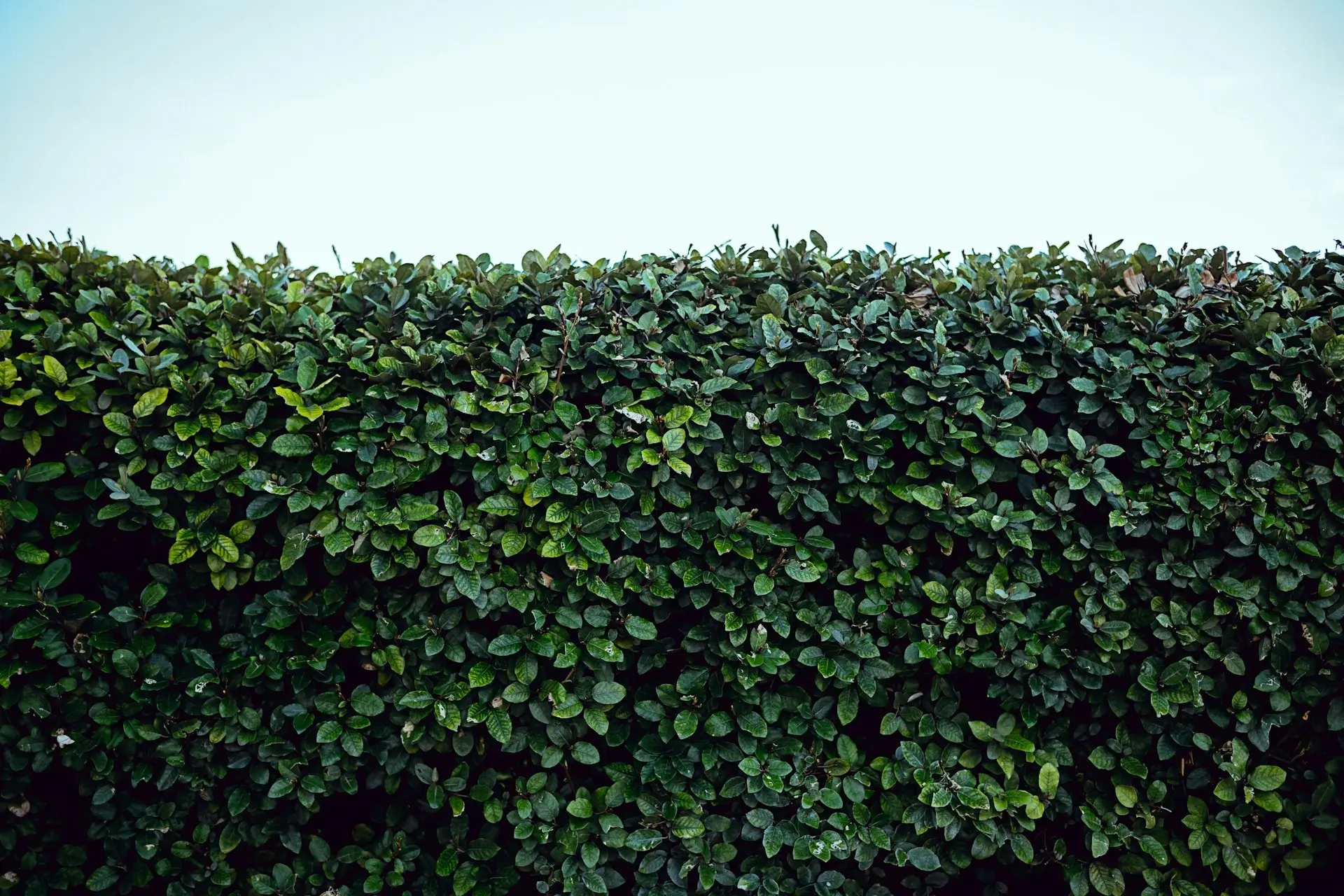 Évacuation des végétaux et nettoyage jardin : ABM-RENOV Tournefeuille