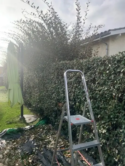 Taille de haie professionnelle à Tournefeuille : ABM-RENOV